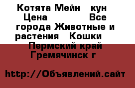 Котята Мейн - кун › Цена ­ 19 000 - Все города Животные и растения » Кошки   . Пермский край,Гремячинск г.